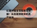 红薯种植全流程图文详解：从选苗到收获的高产秘诀