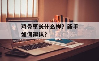 鸡骨草长什么样？新手如何辨认？