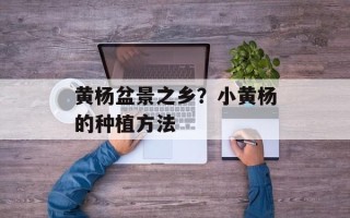 黄杨盆景之乡？小黄杨的种植方法