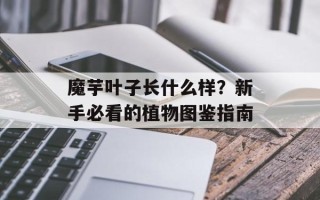 魔芋叶子长什么样？新手必看的植物图鉴指南