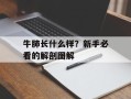 牛肺长什么样？新手必看的解剖图解