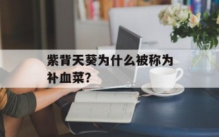 紫背天葵为什么被称为补血菜？