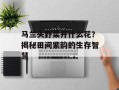 马兰头野菜开什么花？揭秘田间紫韵的生存智慧