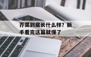 芥菜到底长什么样？新手看完这篇就懂了