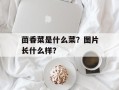 茴香菜是什么菜？图片长什么样？