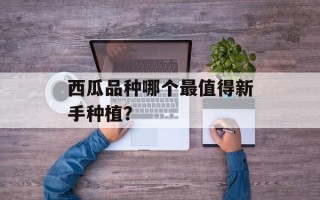 西瓜品种哪个最值得新手种植？