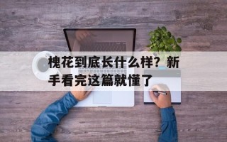 槐花到底长什么样？新手看完这篇就懂了