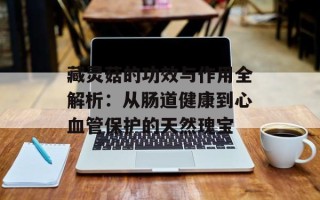 藏灵菇的功效与作用全解析：从肠道健康到心血管保护的天然瑰宝