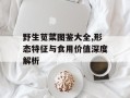 野生苋菜图鉴大全,形态特征与食用价值深度解析