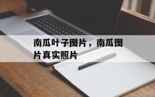 南瓜叶子图片，南瓜图片真实照片