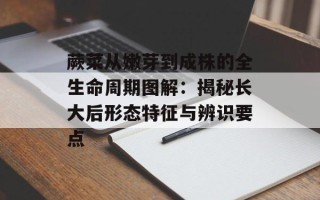蕨菜从嫩芽到成株的全生命周期图解：揭秘长大后形态特征与辨识要点