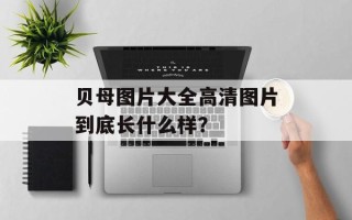 贝母图片大全高清图片到底长什么样？