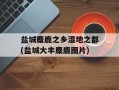 盐城麋鹿之乡湿地之都(盐城大丰麋鹿图片)