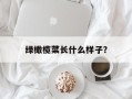 绿橄榄菜长什么样子？