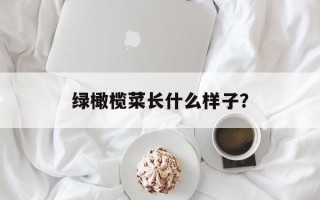绿橄榄菜长什么样子？