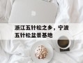 浙江五针松之乡，宁波五针松盆景基地