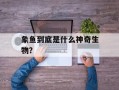 象鱼到底是什么神奇生物？