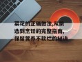 菜花的正确做法,从挑选到烹饪的完整指南,保留营养不软烂的秘诀