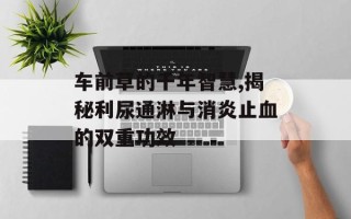 车前草的千年智慧,揭秘利尿通淋与消炎止血的双重功效