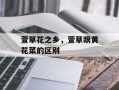 萱草花之乡，萱草跟黄花菜的区别