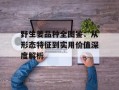 野生姜品种全图鉴：从形态特征到实用价值深度解析