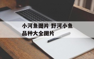 小河鱼图片 野河小鱼品种大全图片