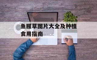 鱼腥草图片大全及种植食用指南