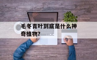 毛冬青叶到底是什么神奇植物？