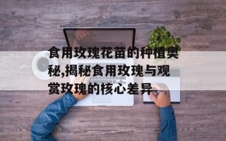 食用玫瑰花苗的种植奥秘,揭秘食用玫瑰与观赏玫瑰的核心差异