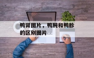 鸭肾图片，鸭肫和鸭胗的区别图片