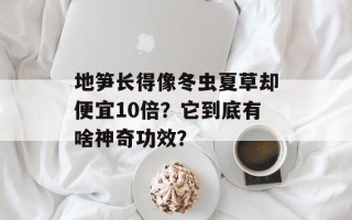地笋长得像冬虫夏草却便宜10倍？它到底有啥神奇功效？