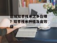 运城双季槐米之乡在哪？双季槐米种植及亩效益