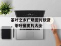 茶叶之乡广场图片欣赏，茶叶桶图片大全
