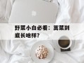 野菜小白必看：蒿菜到底长啥样？