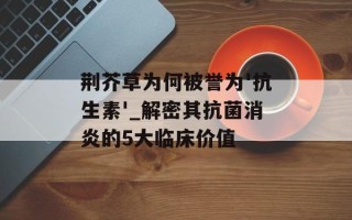 荆芥草为何被誉为'抗生素'_解密其抗菌消炎的5大临床价值