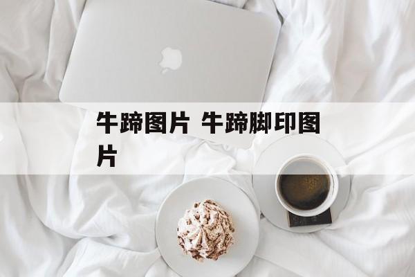 牛蹄图片 牛蹄脚印图片-第1张图片-