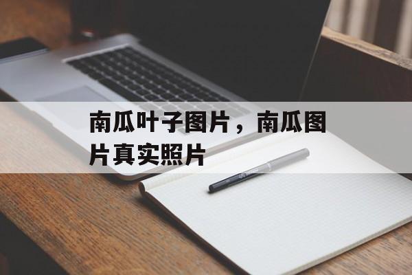 南瓜叶子图片，南瓜图片真实照片-第1张图片-