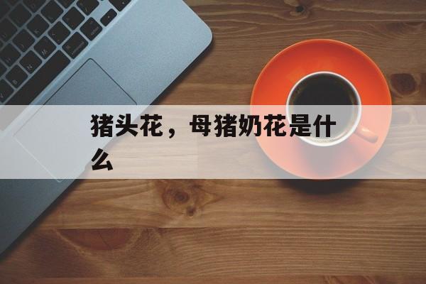 猪头花，母猪奶花是什么-第1张图片-