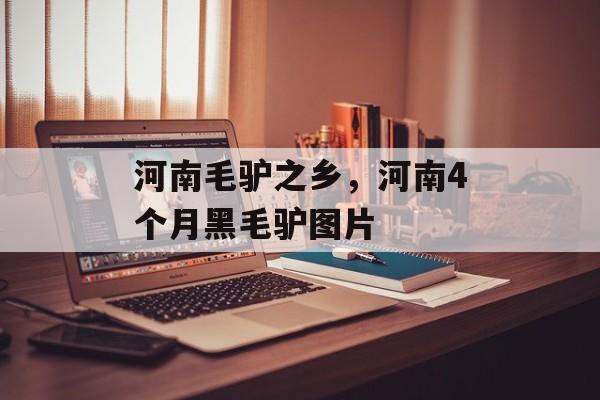 河南毛驴之乡，河南4个月黑毛驴图片-第1张图片-