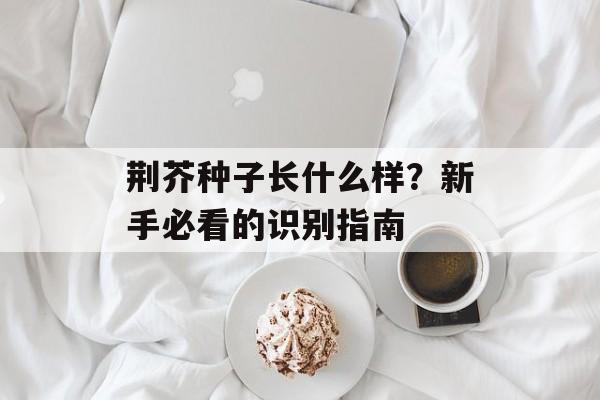荆芥种子长什么样？新手必看的识别指南-第1张图片-
