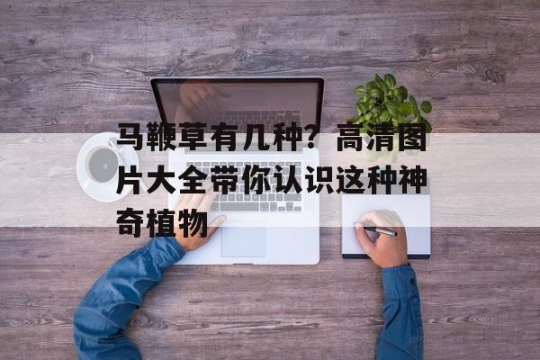 马鞭草有几种？高清图片大全带你认识这种神奇植物-第1张图片-