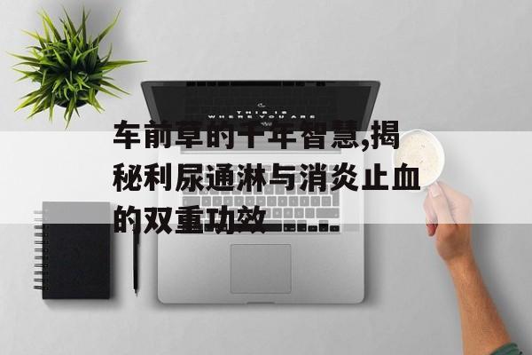 车前草的千年智慧,揭秘利尿通淋与消炎止血的双重功效-第1张图片-