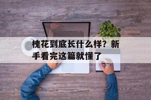 槐花到底长什么样？新手看完这篇就懂了-第1张图片-
