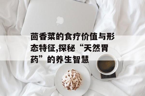 茴香菜的食疗价值与形态特征,探秘“天然胃药”的养生智慧-第1张图片-