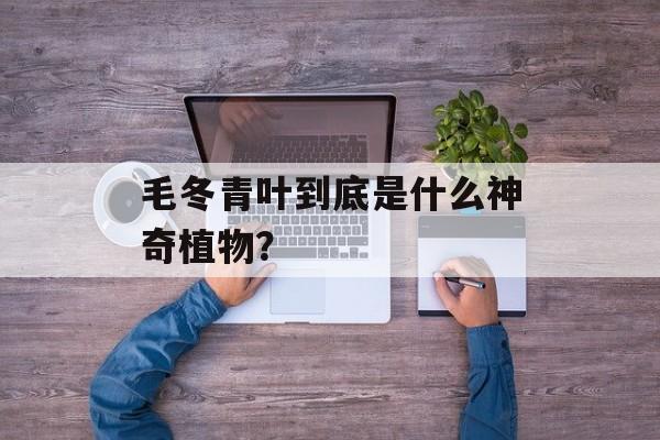 毛冬青叶到底是什么神奇植物?-第1张图片- 毛冬青叶到底是什么神奇植物?-第1张图片-